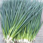 Green onion