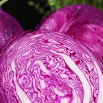 Purple cabbage