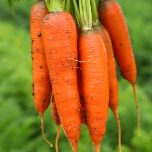 Carrot