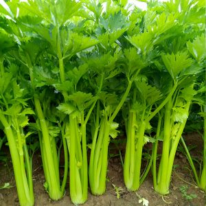 Celery